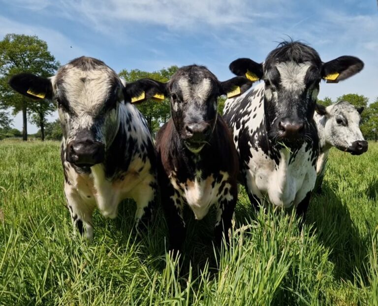 Vier koeien kijken je aan in het hoge gras.