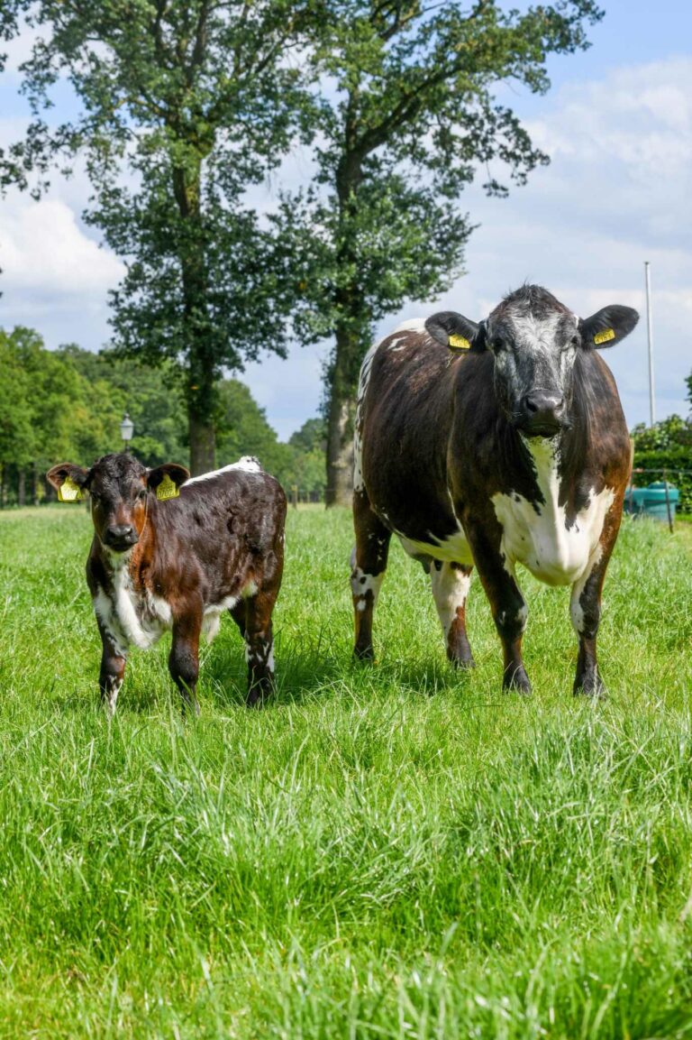 Kalf en koe in de wei, ons nieuwsgierig aankijkend.