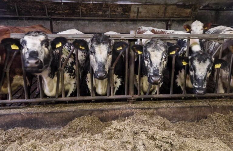 Kalveren en koeien op stal met hun kop door het voerhek heen