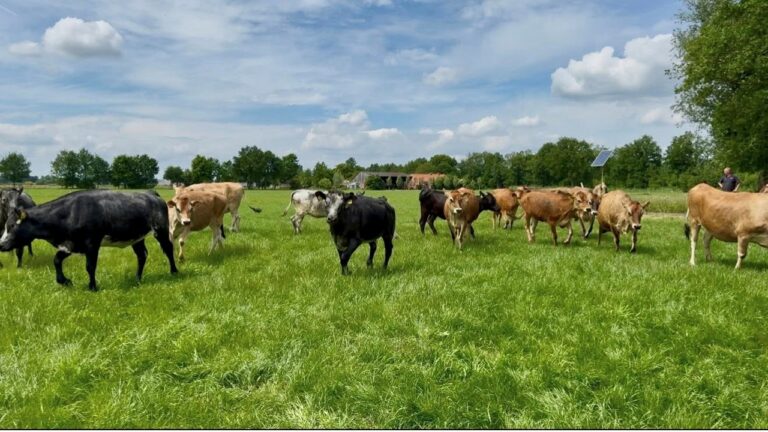 Sallandse Jersey koeien in de wei